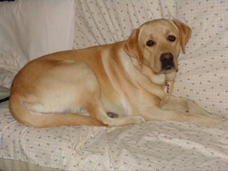 Mi pequeño RON, nos dejó d repente en marzo del 2011, sin avisar, de repente, después de 7 años juntos, dejando muy tristes nuestros corazones. Mi niño fuimos muy felices juntos, me diste todo tu amor sin pedir nada a cambio. Siempre estarás en mi corazón
